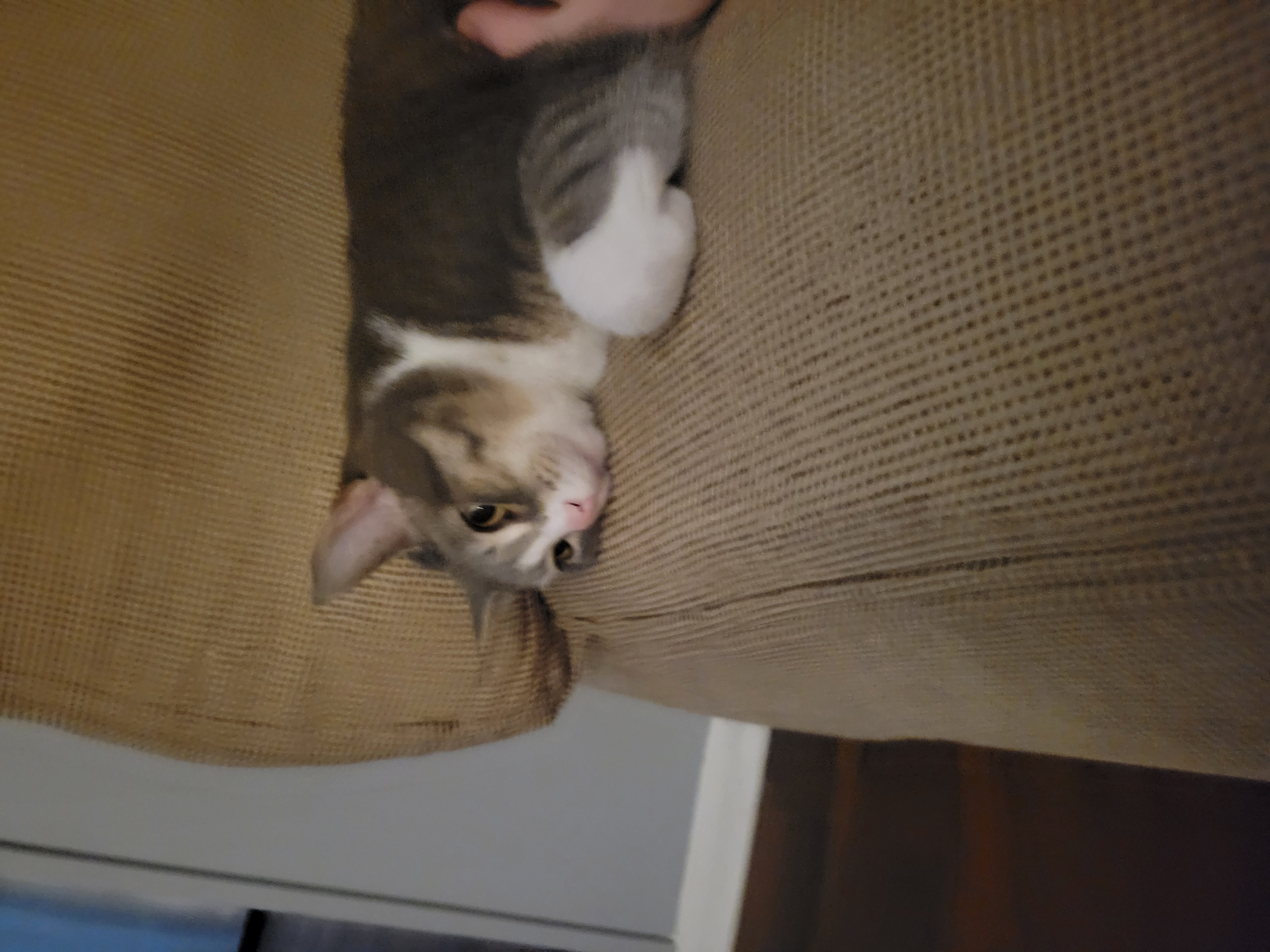 Kitty