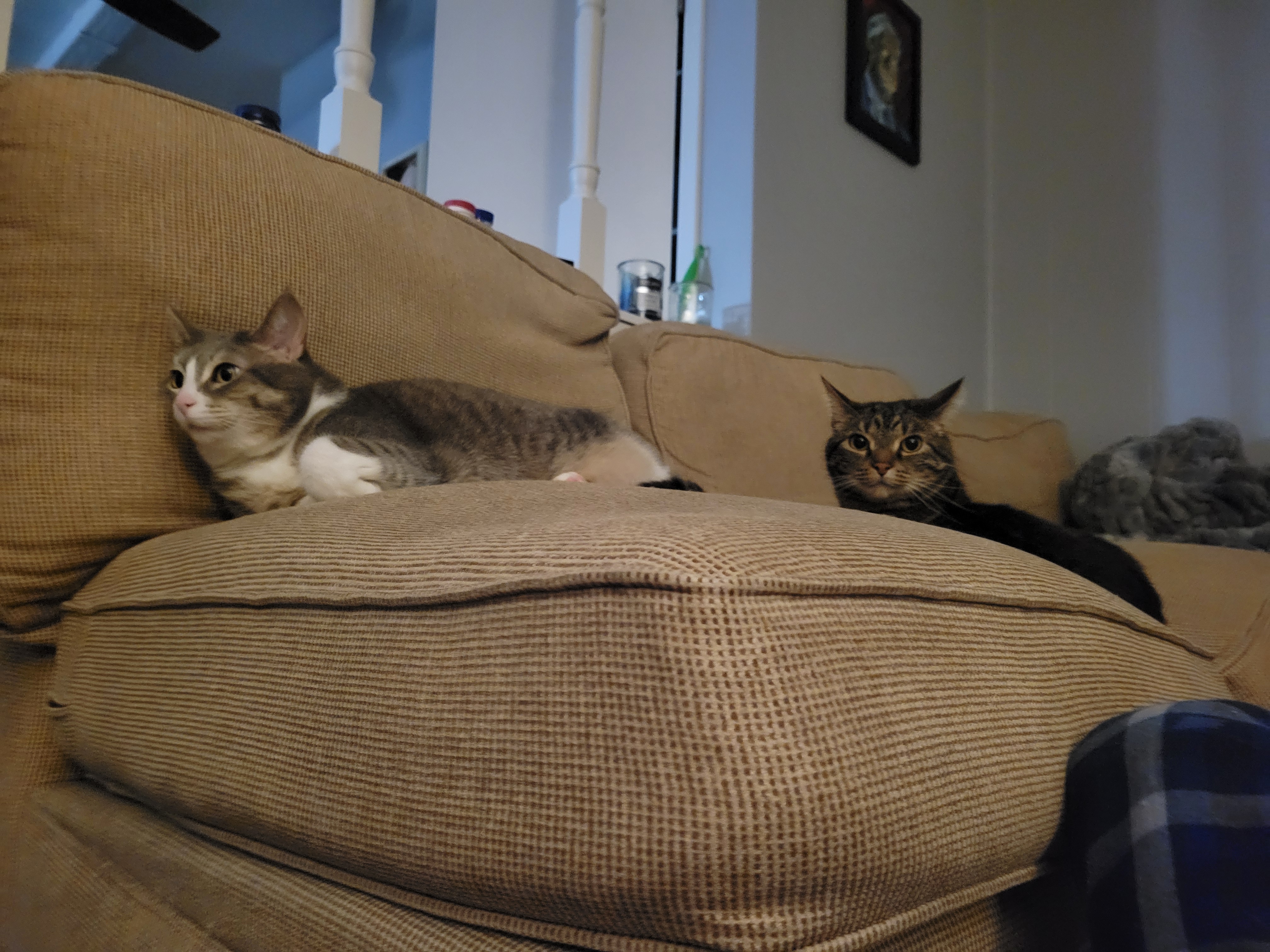also a kitty